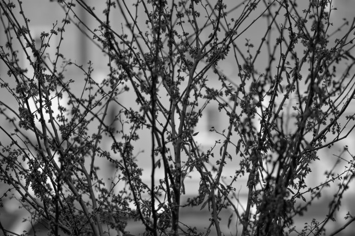 _MG_6281-2bwcopy